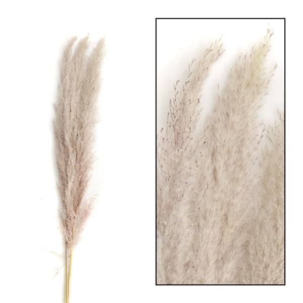 Droogbloemen Pampas naturel, 115 cm