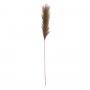 Pluimgras Nebbia goud, 104 cm