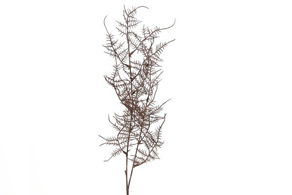 Kunstbloem Ramoscello monilophyta cristie paars