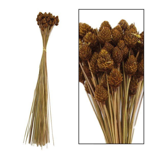 Droombloemen Pimentinha naturel, 50 cm