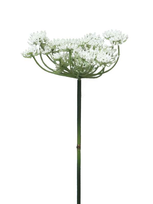Kunstbloem Queen Anne's Lace cream, 72 cm