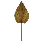 Blad Alanno naturel, 100 cm