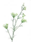 Kunstbloem Dancus 120 white