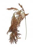 Kunsttak Platani bruin, 100 cm