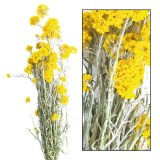 Droogbloemen Sanfordi geel