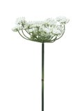 Kunstbloem Queen Anne's Lace cream, 72 cm