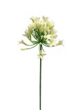 Kunstbloem Agapathus cream, 75 cm